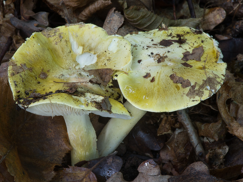 Tricholoma sejunctum